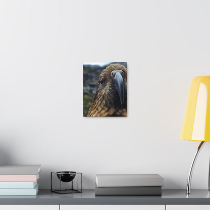 Gaze of the Kea - Canvas Gallery Wraps