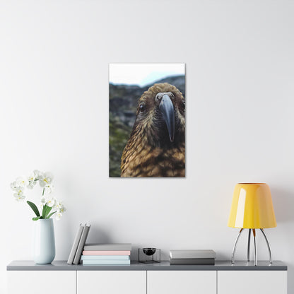 Gaze of the Kea - Canvas Gallery Wraps