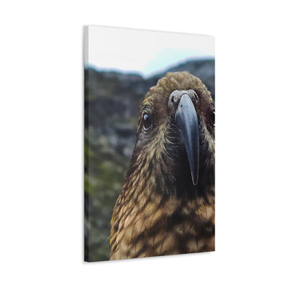 Gaze of the Kea - Canvas Gallery Wraps