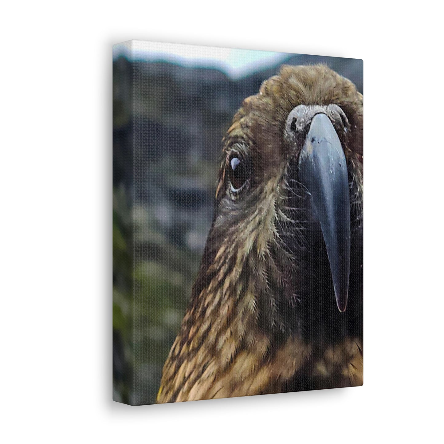 Gaze of the Kea - Canvas Gallery Wraps