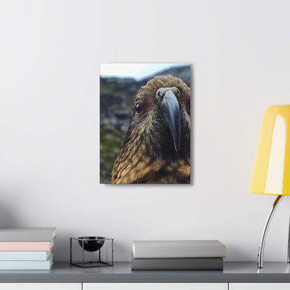 Gaze of the Kea - Canvas Gallery Wraps