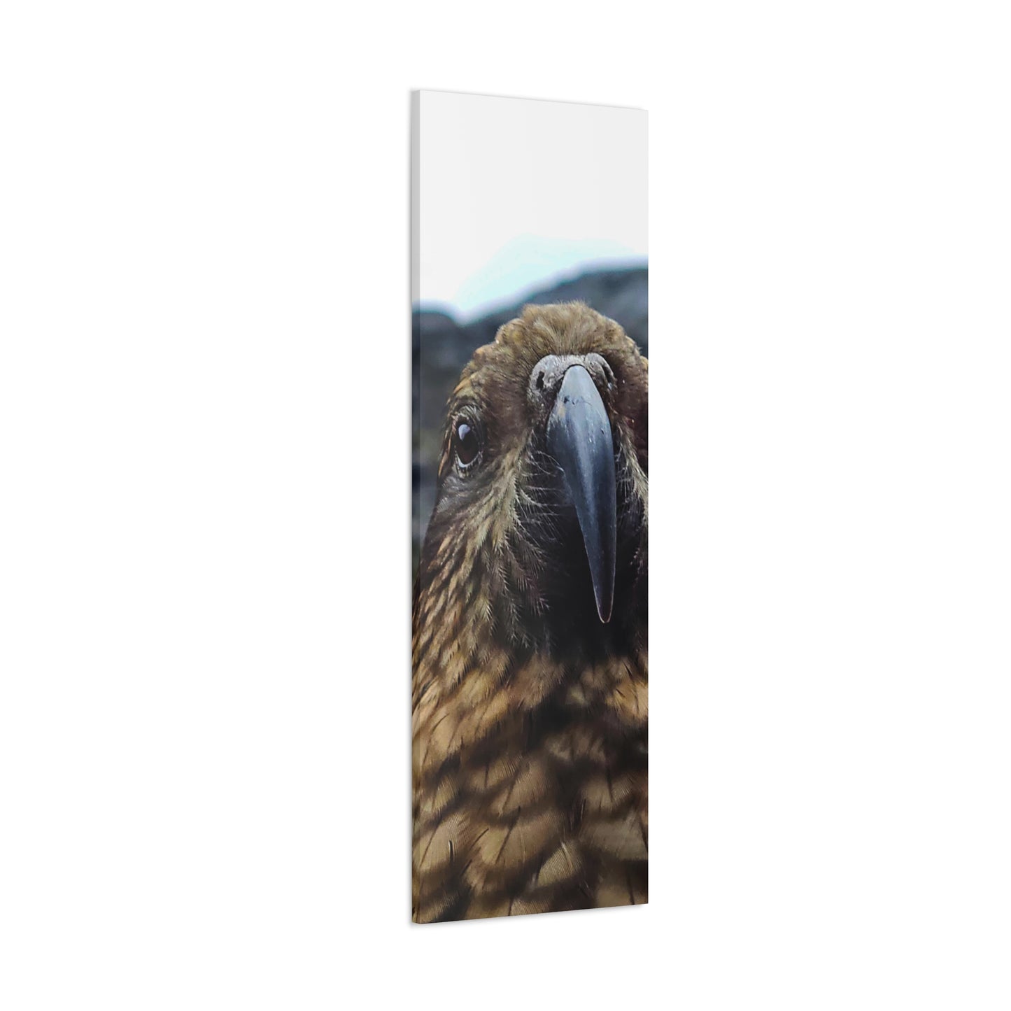 Gaze of the Kea - Canvas Gallery Wraps