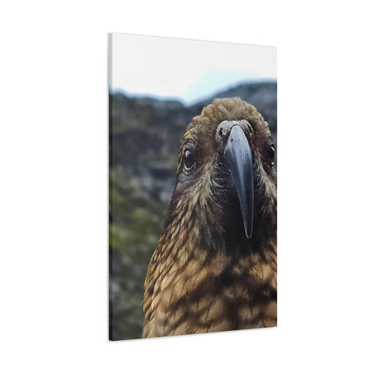 Gaze of the Kea - Canvas Gallery Wraps