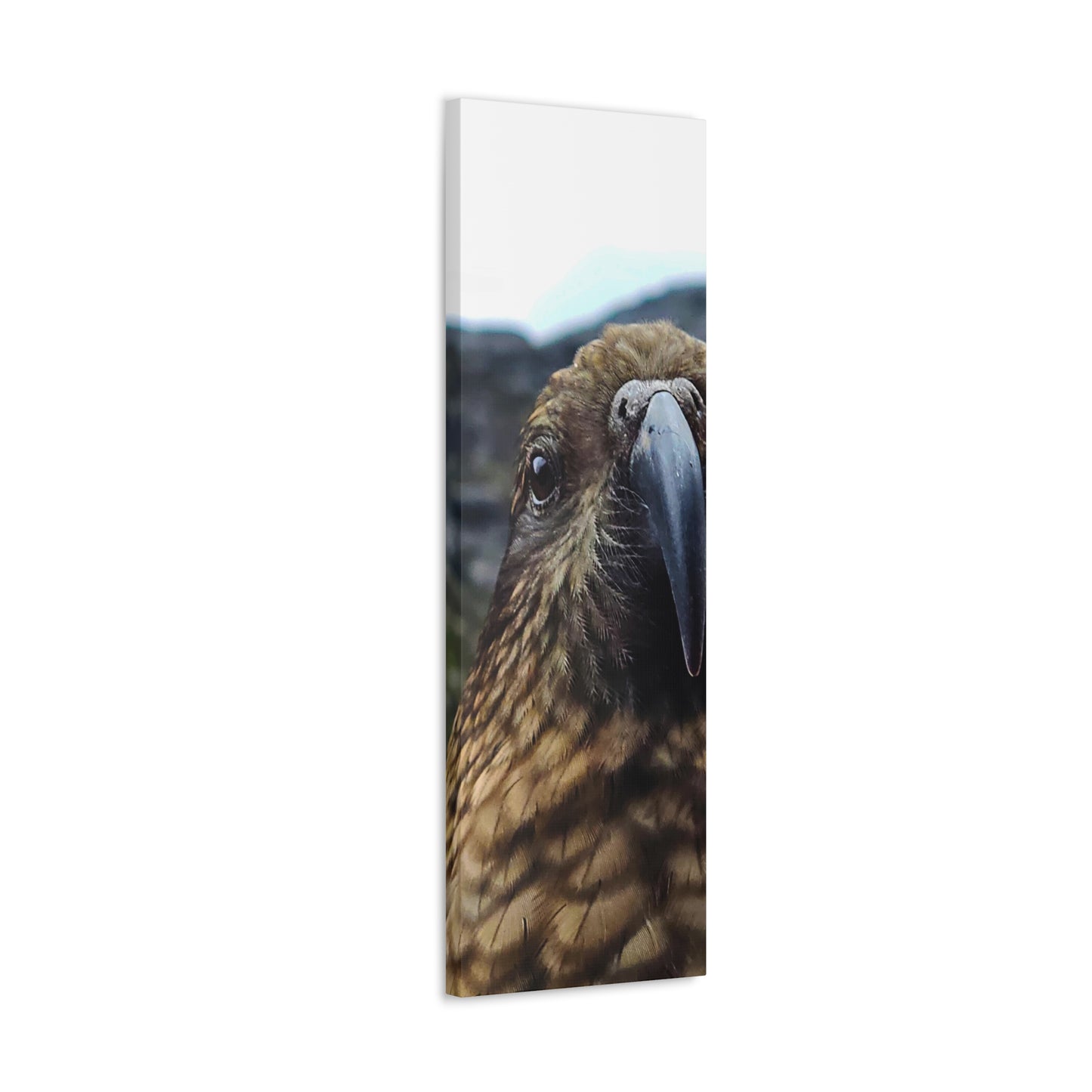 Gaze of the Kea - Canvas Gallery Wraps