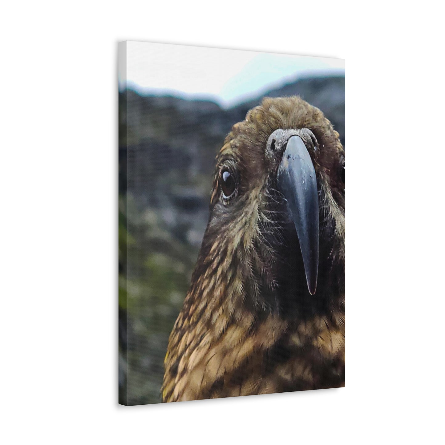 Gaze of the Kea - Canvas Gallery Wraps