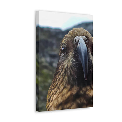 Gaze of the Kea - Canvas Gallery Wraps