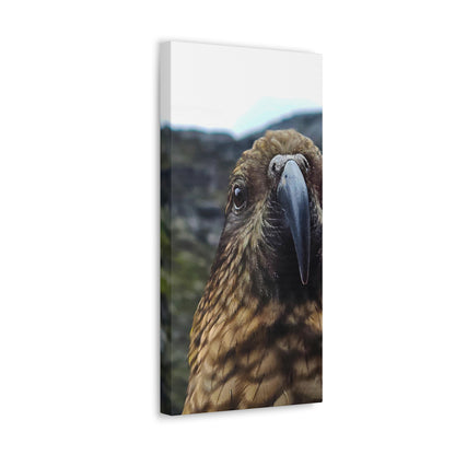 Gaze of the Kea - Canvas Gallery Wraps