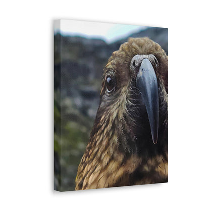 Gaze of the Kea - Canvas Gallery Wraps