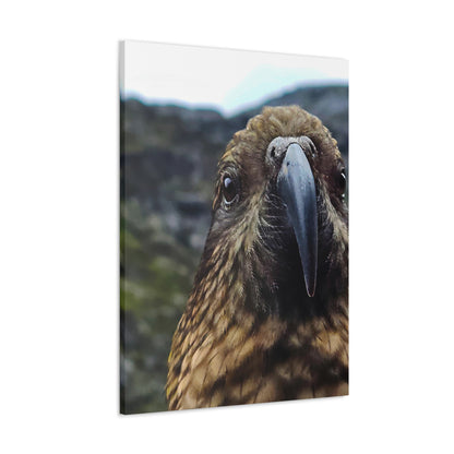 Gaze of the Kea - Canvas Gallery Wraps