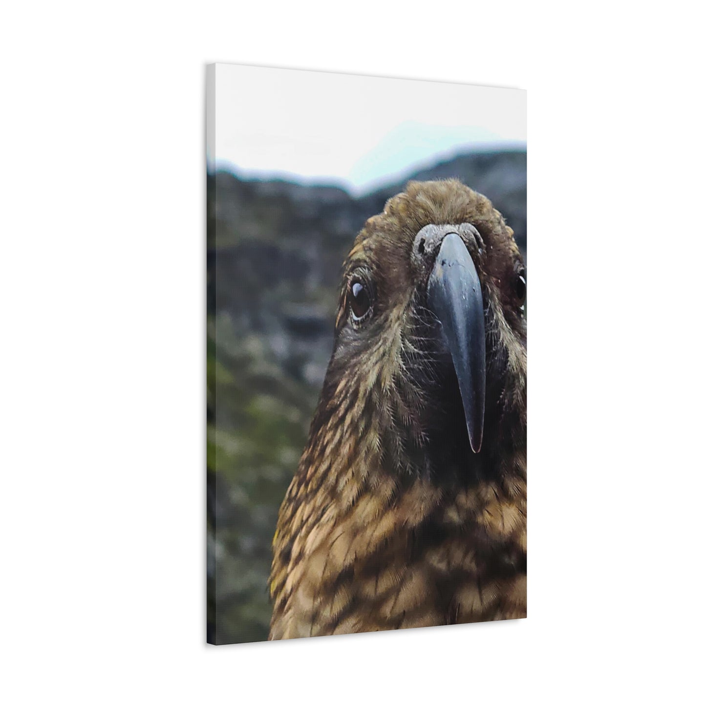 Gaze of the Kea - Canvas Gallery Wraps