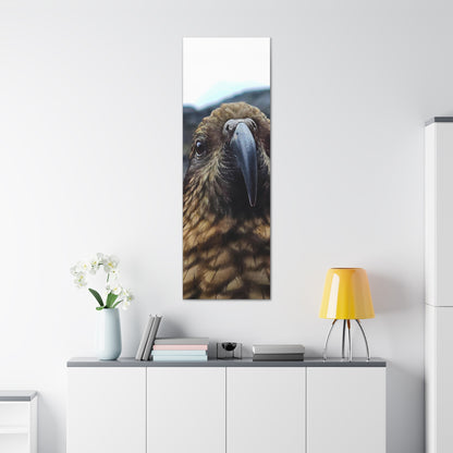 Gaze of the Kea - Canvas Gallery Wraps