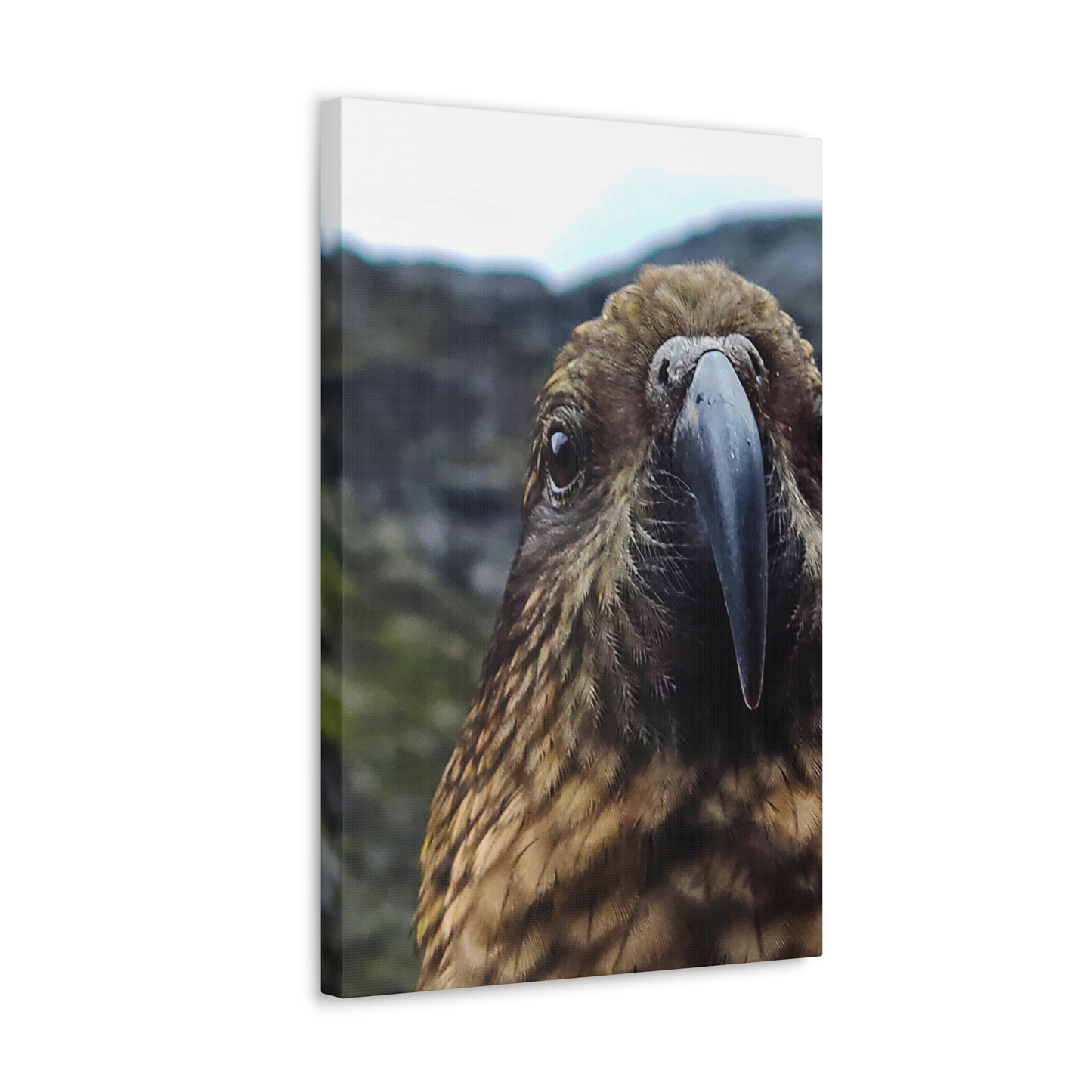 Gaze of the Kea - Canvas Gallery Wraps