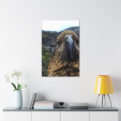 Gaze of the Kea - Canvas Gallery Wraps