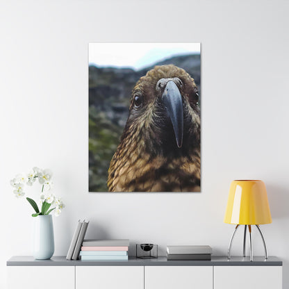 Gaze of the Kea - Canvas Gallery Wraps