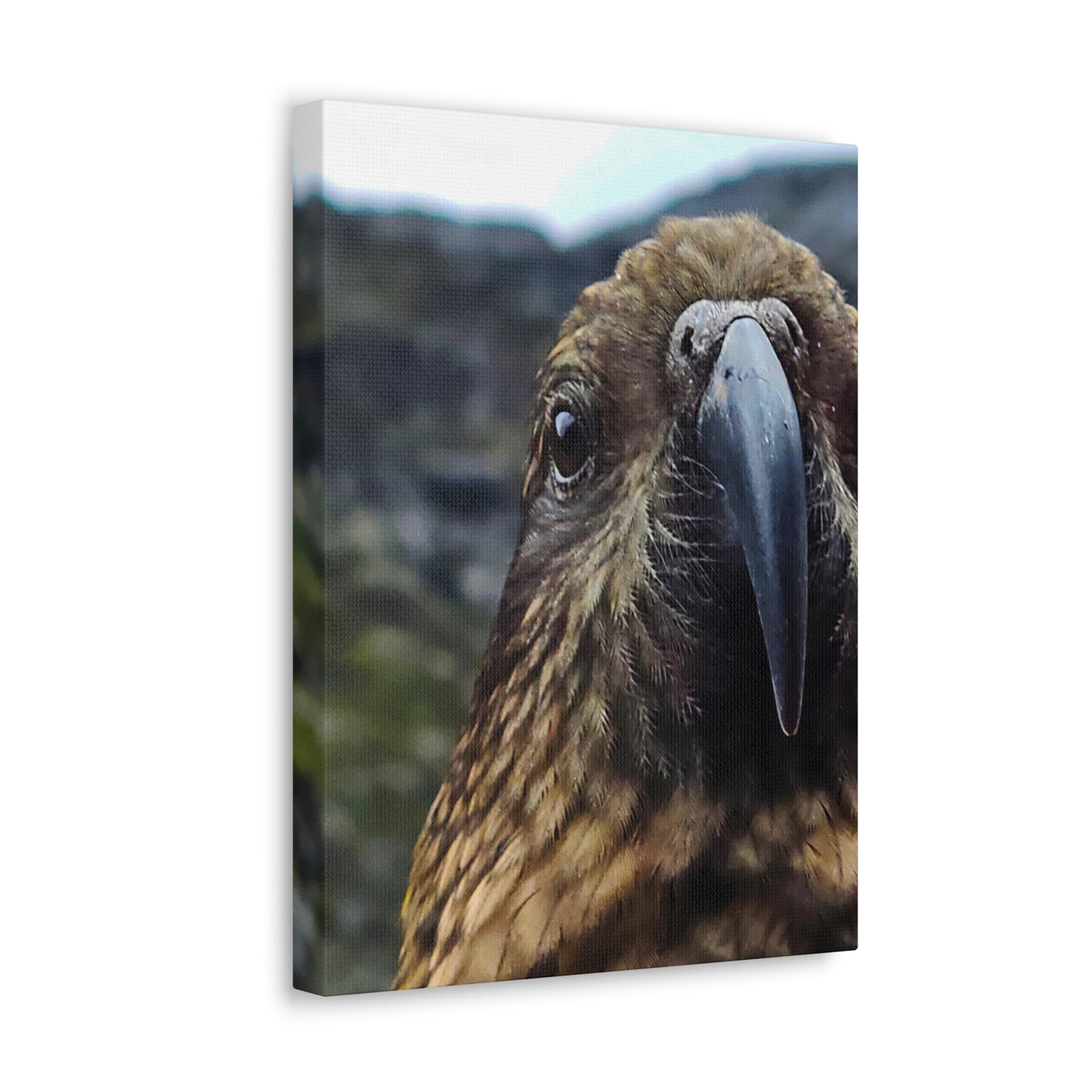 Gaze of the Kea - Canvas Gallery Wraps