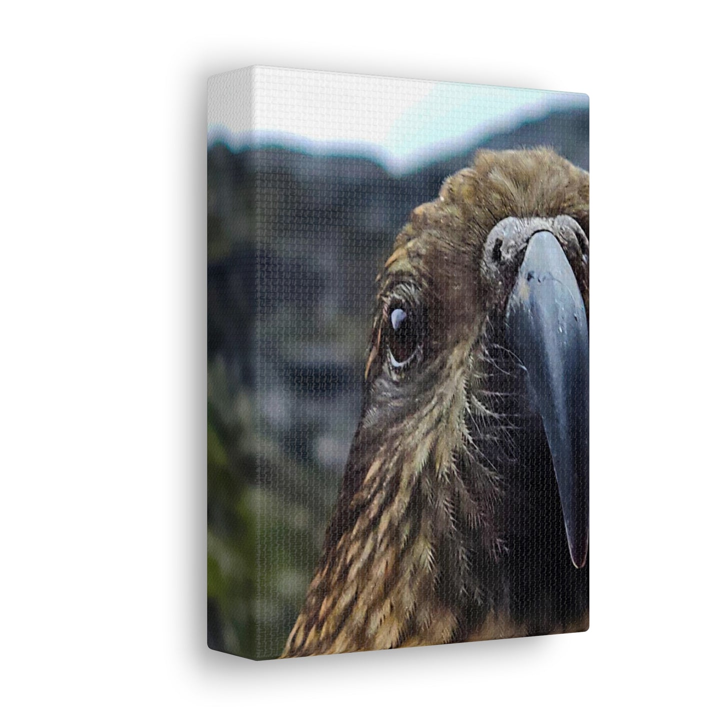 Gaze of the Kea - Canvas Gallery Wraps