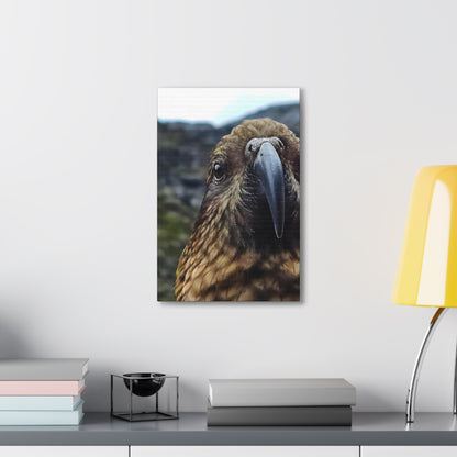 Gaze of the Kea - Canvas Gallery Wraps